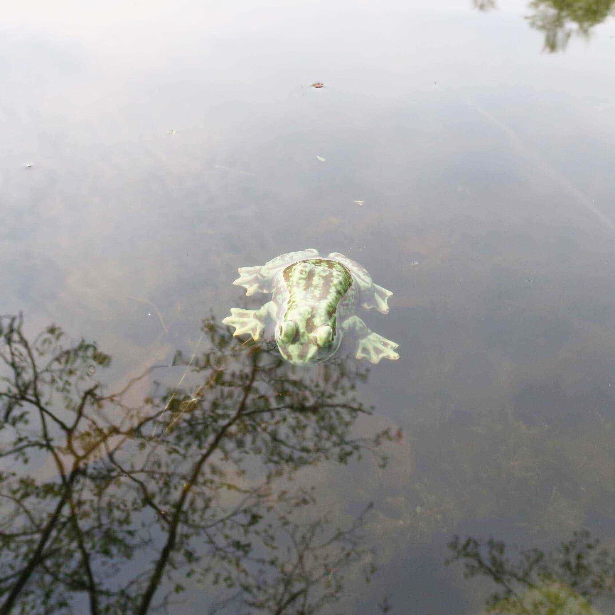 Naturnaher Keramik-Frosch für den Gartenteich 3 Naturnaher Keramik-Frosch für den Gartenteich – Bild 3