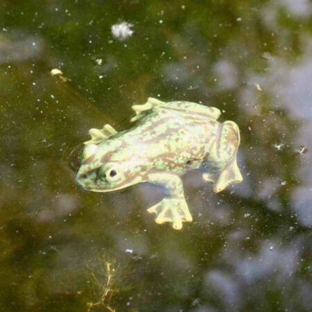 Naturnaher Keramik-Frosch für den Gartenteich 15 Naturnaher Keramik-Frosch für den Gartenteich – Bild 5
